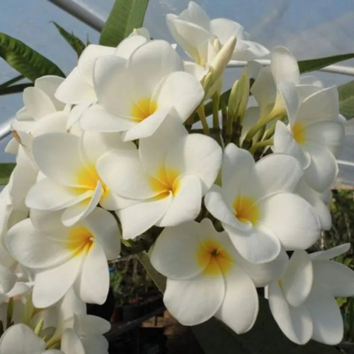 Dettaglio dei fiori della painta 