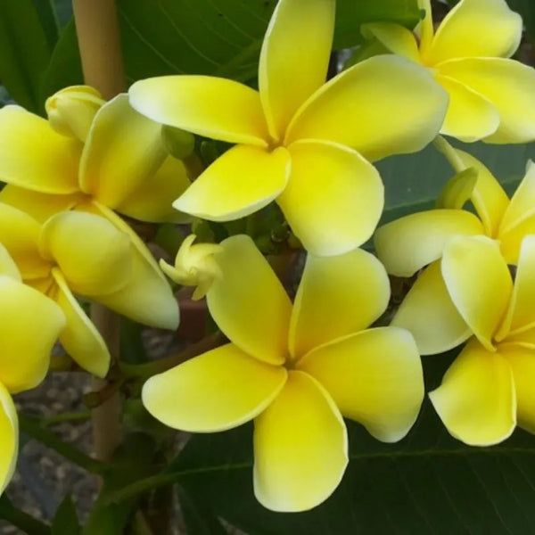 Plumeria Inca Gold - Ramificata