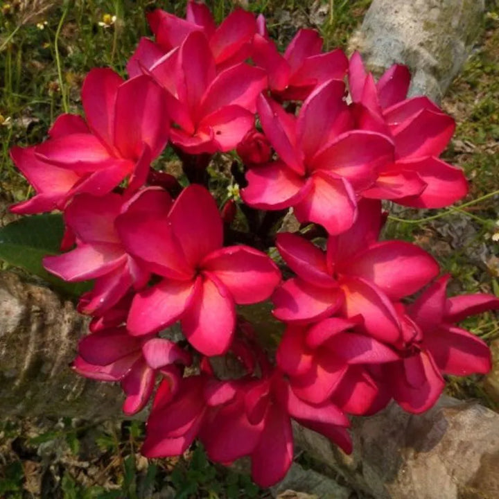 Dettaglio dei fiori della painta 