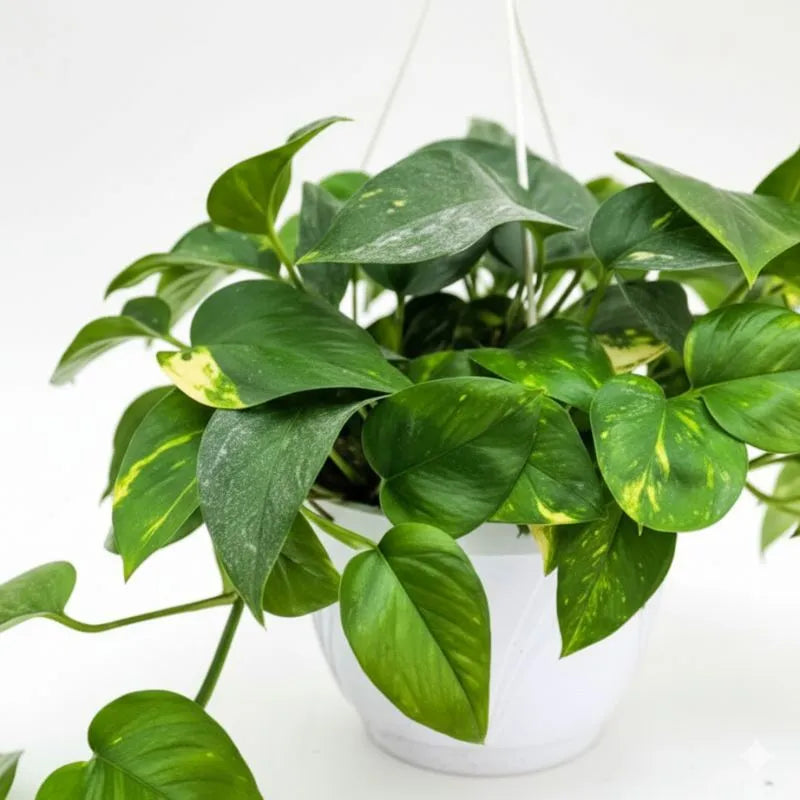 Pothos Scindapsus Aureus dettaglio - venature dorate su sfondo verde intenso