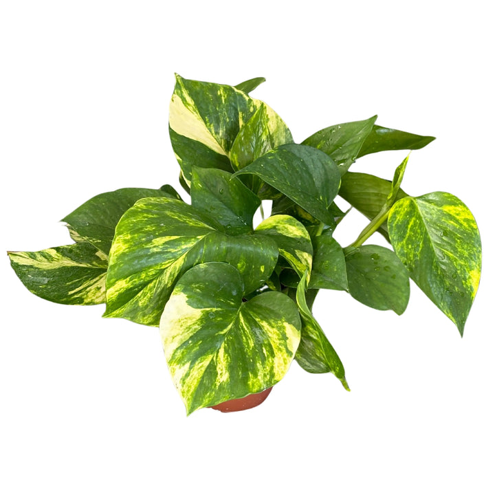 Pothos Scindapsus Aurea - dettaglio ravvicinato delle foglie variegate verde e giallo