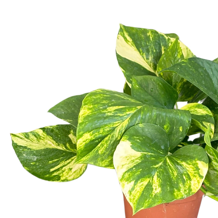 Pothos aurea - set di 3 piante su scaffale, con portamento ricadente elegante in ambiente domestico