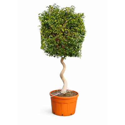 Ficus exotica spiral D.69 H.270/300 cm