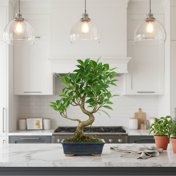 Bonsai Ficus Retusa - dettaglio delle foglie verdi lucide