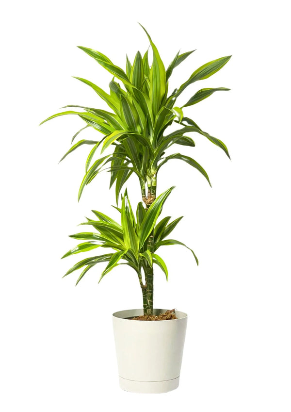 Dracaena Lemon Lime