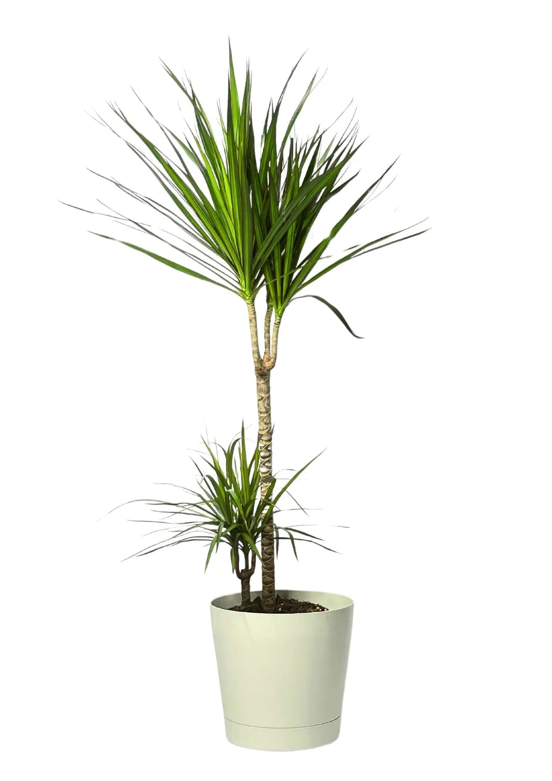 Dracaena Marginata 100cm - pianta da interno elegante in vaso da 24cm