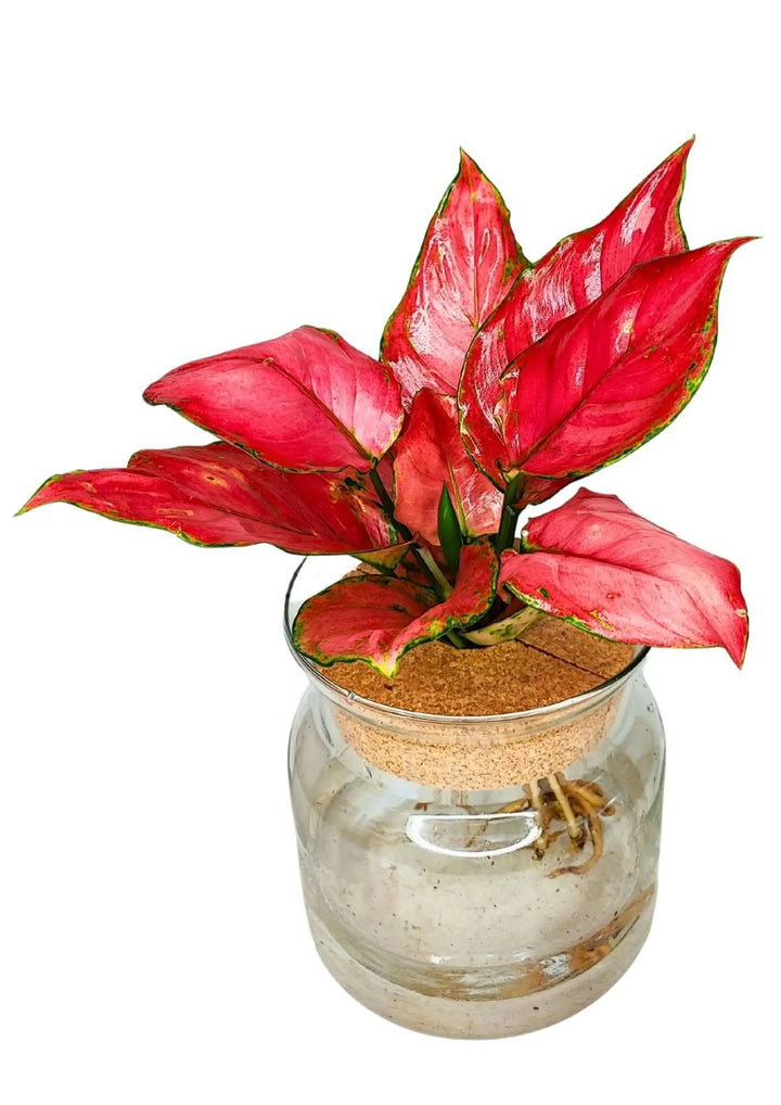 Vista dall’alto della pianta Aglaonema Red Anjamani in idrocoltura

