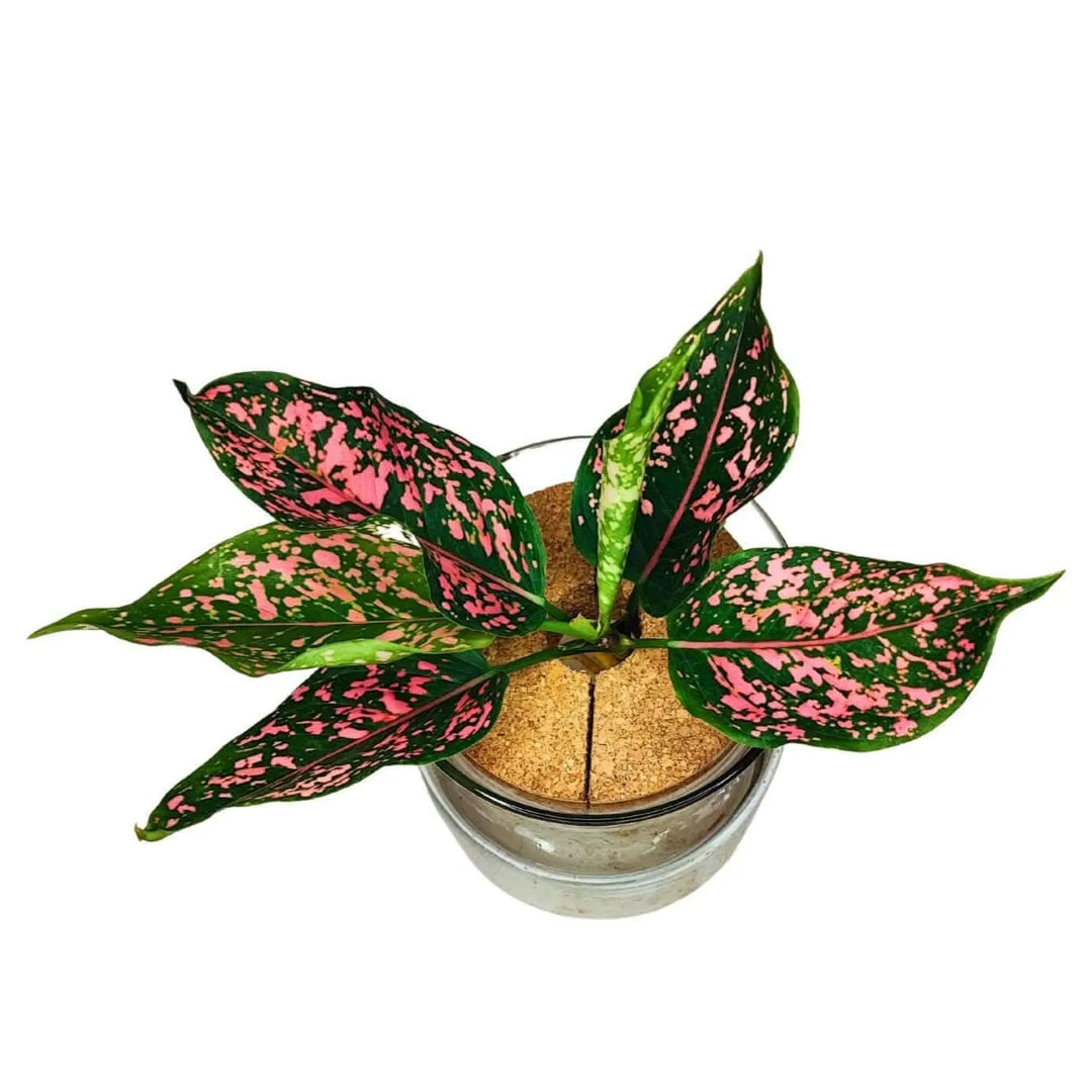Vista dall’alto delle foglie rosa e verdi dell’Aglaonema in idrocoltura

