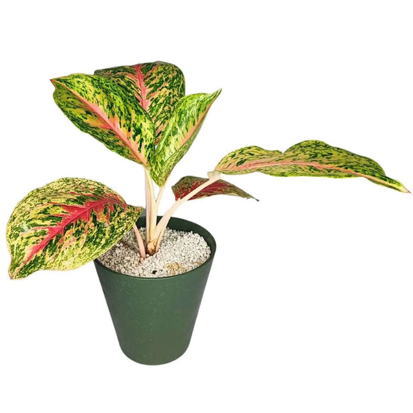 Aglaonema 'Red Siam' en hydroponie avec perlite
