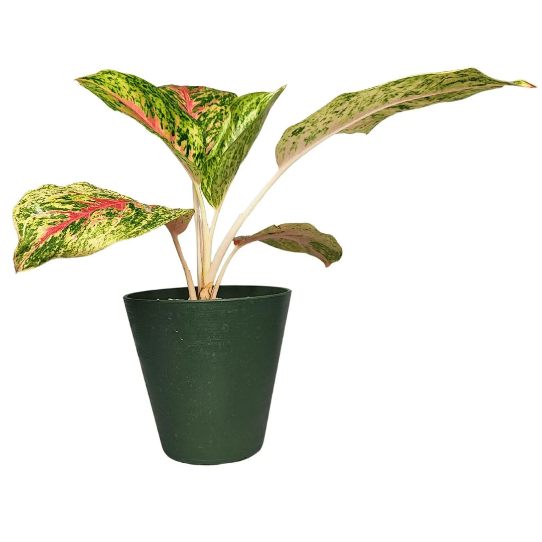 Aglaonema 'Red Siam' in Idrocoltura con Perlite - Pianta Vera - i Giardini di Giulia