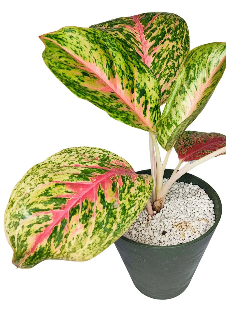 Aglaonema 'Red Siam' in Idrocoltura con Perlite - Pianta Vera - i Giardini di Giulia