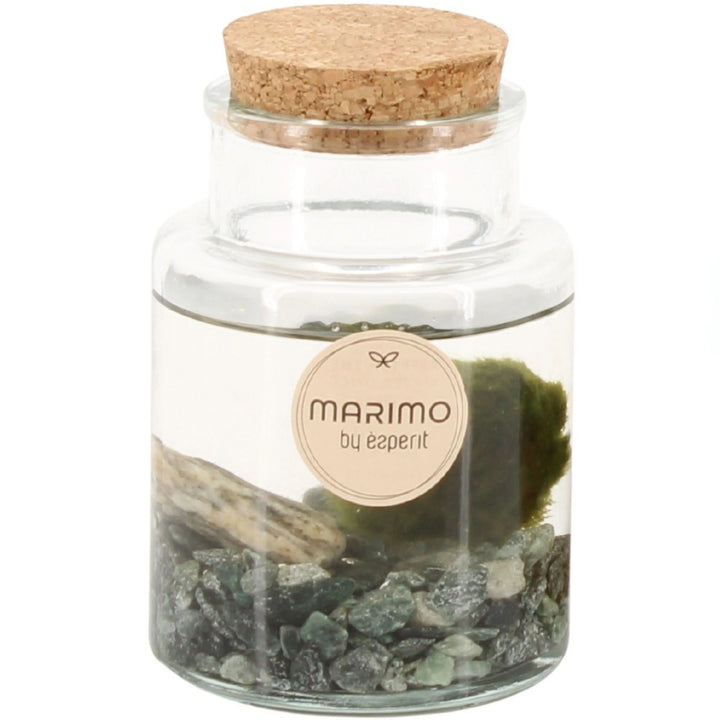 Sfera di alga Marimo in barattolo di vetro con tappo in sughero, fondo di pietre verdi naturali e roccia decorativa – pianta acquatica ornamentale e portafortuna

