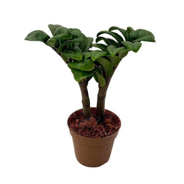 Zamioculcas Zenzi Diameter 9 cm Height 19 cm