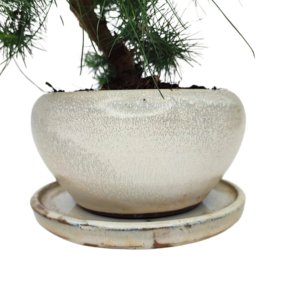 Bonsai 9 anni Pinus halepensis - i Giardini di Giulia  