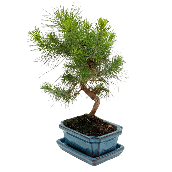 Bonsai Pinus Halepensis 7 Anni - Collezione Premium - i Giardini di Giulia  
