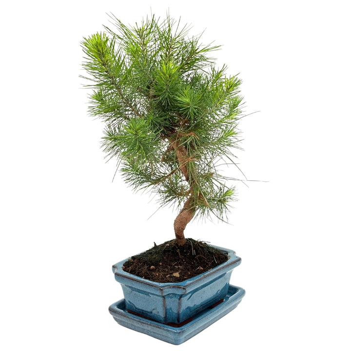 Bonsai Pinus Halepensis 7 Anni - Collezione Premium - i Giardini di Giulia  