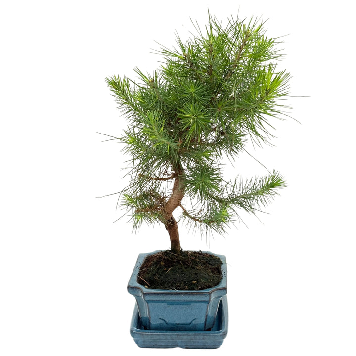 Bonsai Pinus Halepensis 7 Anni - Collezione Premium - i Giardini di Giulia  