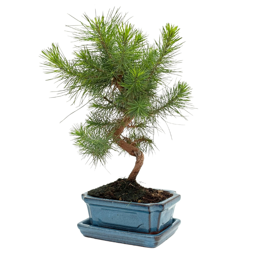 Bonsai Pinus Halepensis 7 Anni - Collezione Premium - i Giardini di Giulia  