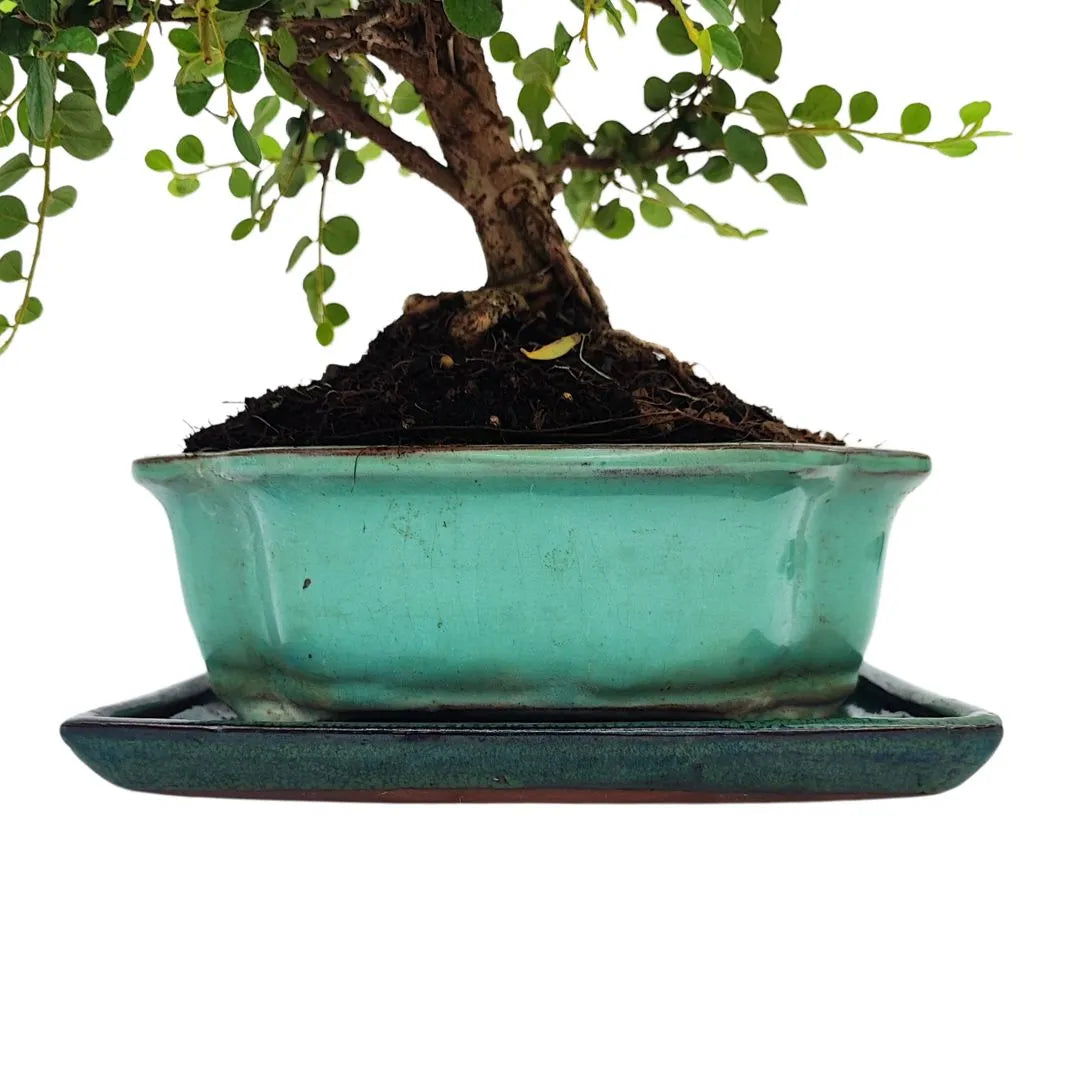 Bonsai Cotoneaster Horizontalis 10 Anni - Collezione Premium - i Giardini di Giulia  