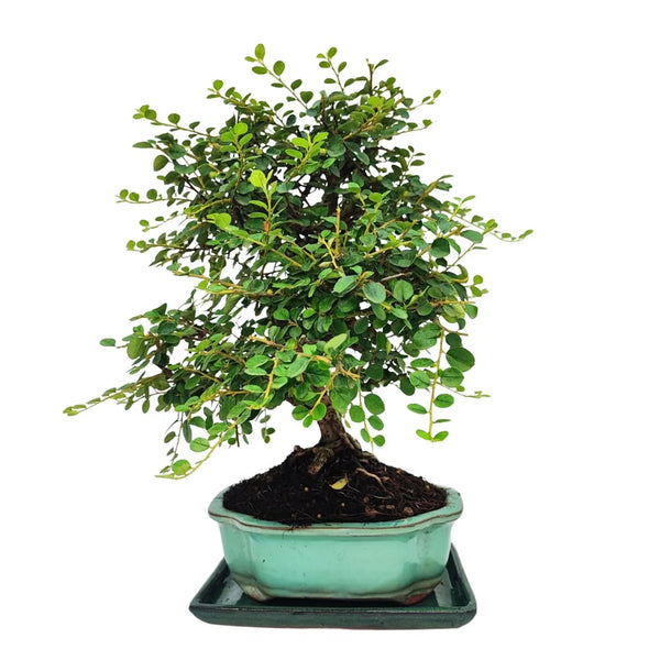 Cotoneaster Horizontalis Bonsaï de 10 ans - Collection Premium