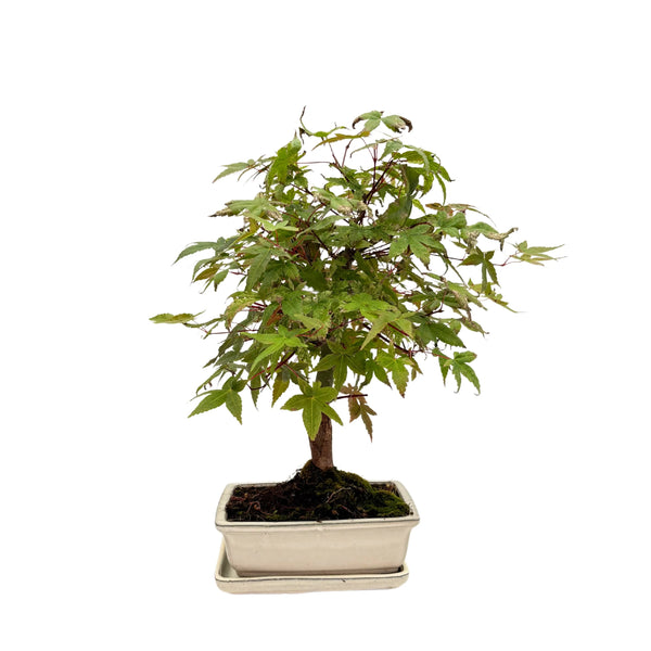 Bonsai Acer Palmatum 13 Years - Premium Collection