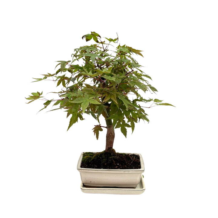 Bonsai Acer Palmatum 13 Anni - Collezione Premium - i Giardini di Giulia  