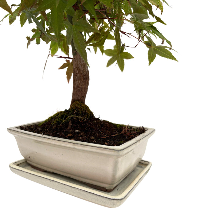 Bonsai Acer Palmatum 13 Anni - Collezione Premium - i Giardini di Giulia  