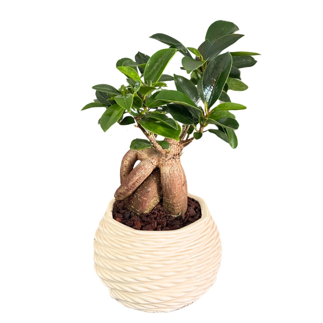 Bonsai ficus ginseng in a cute pot with gift box