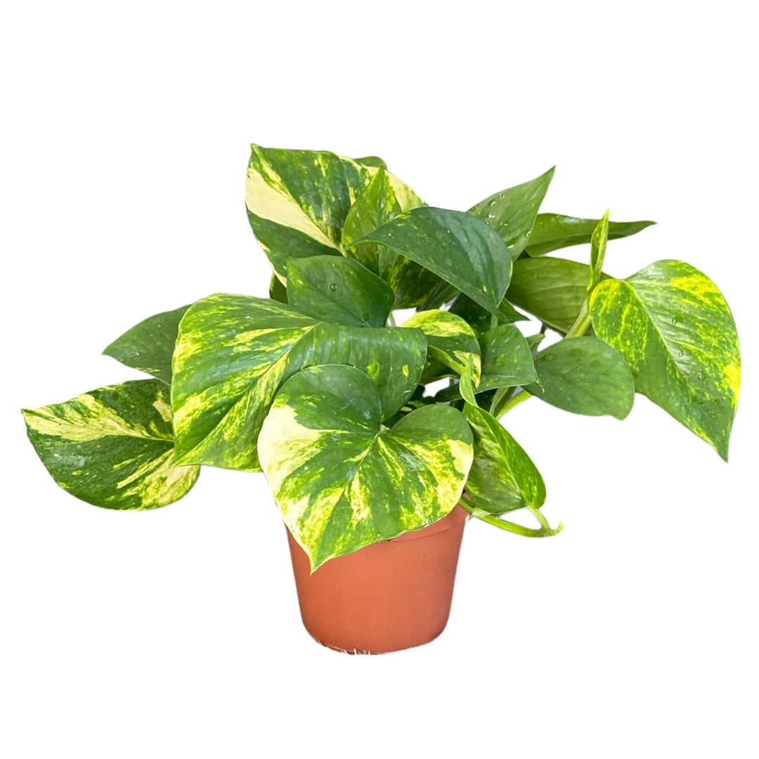 Pothos Scindapsus Aurea - set di 3 piante ricadenti in vaso, vista frontale su sfondo neutro