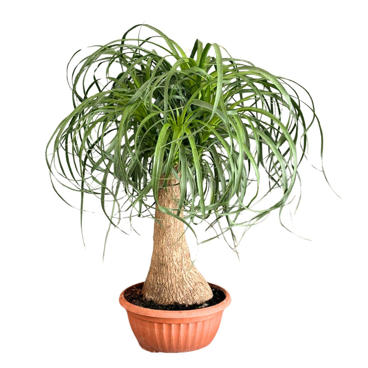 Beaucarnea Mangiafumo - pianta d'interno con tronco rigonfio e foglie a fontana