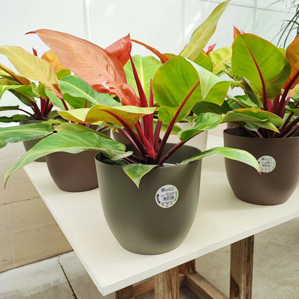 Philodendron Orange Ø 20 cm