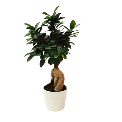 Bonsai ficus ginseng in pot from Dallas 35 cm high