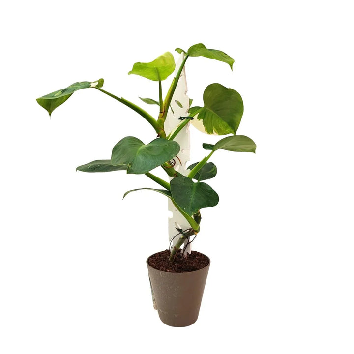 Philodendron White Princess - pianta da interno in vaso di resina