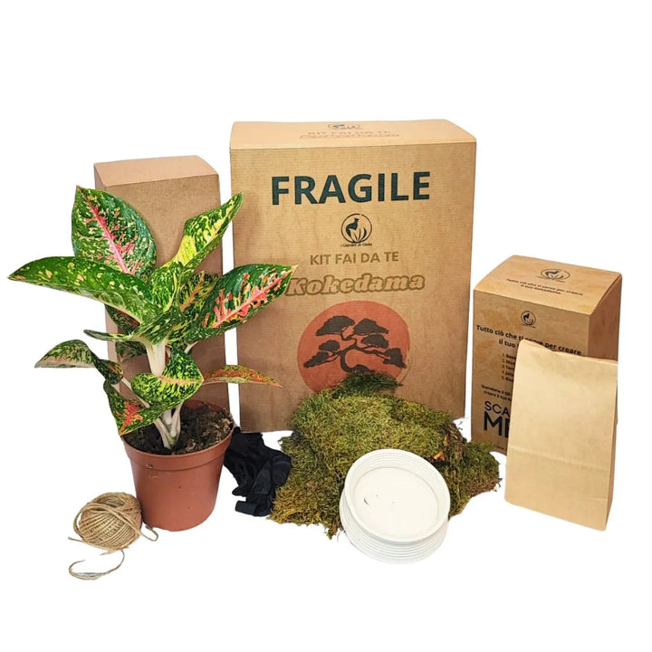 Kit Kokedama zum Selbermachen Aglaonema Rot Uniame Alles inklusive