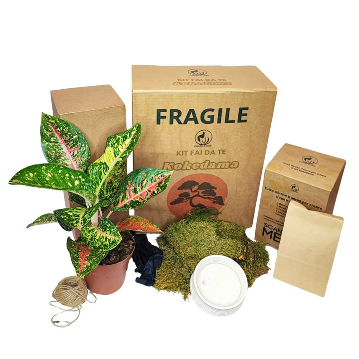 Kit Kokedama zum Selbermachen Aglaonema Rot Uniame Alles inklusive