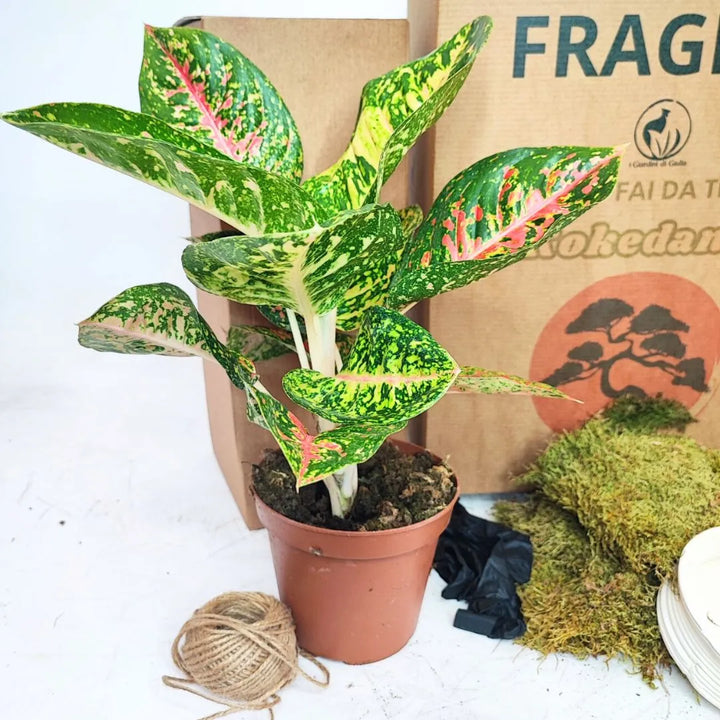 Kit Kokedama zum Selbermachen Aglaonema Rot Uniame Alles inklusive