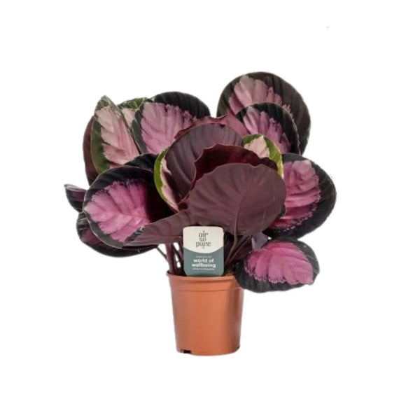 Calathea Ros. Crimson Ø 12 Kunststofftopf