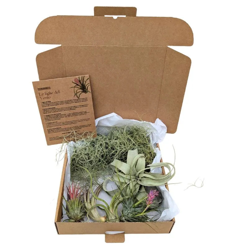 Set de Tillandsias Premium – XL