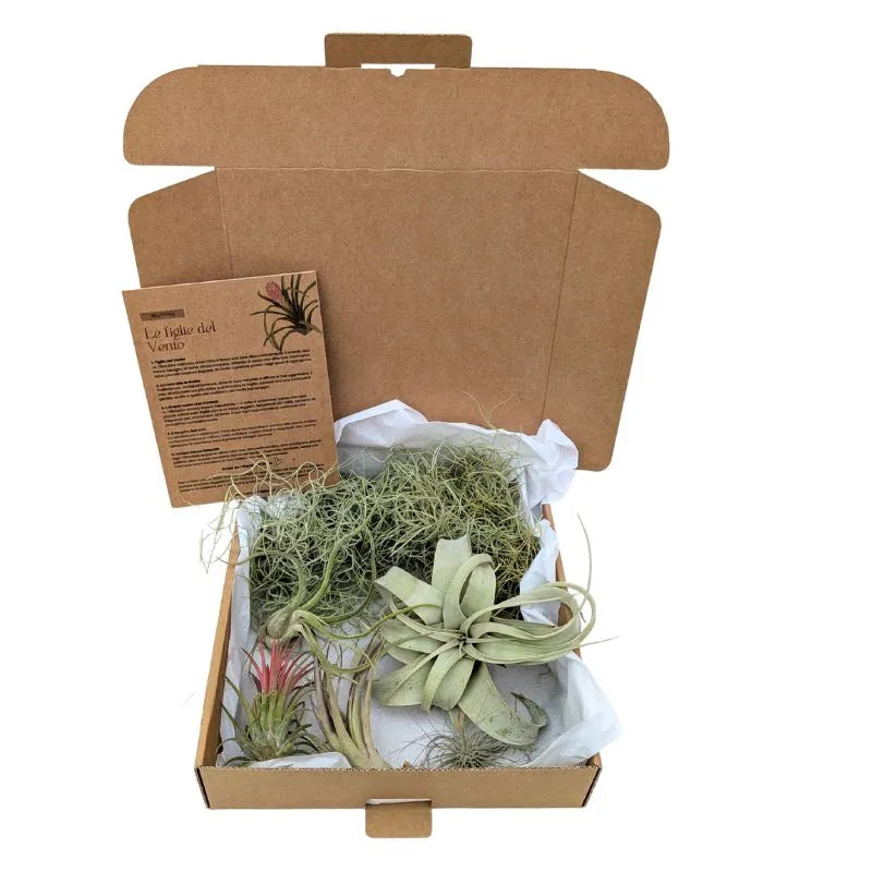 Premium Tillandsia Set – L