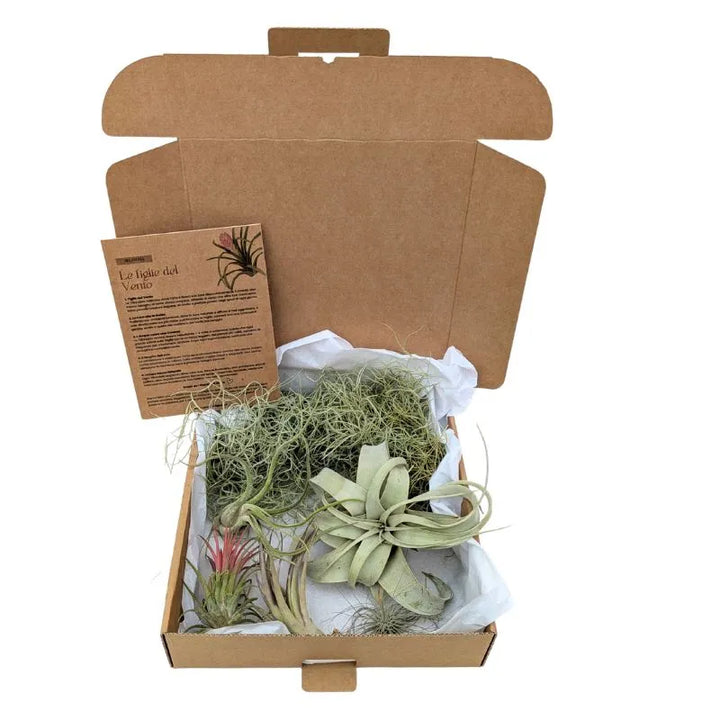 Premium Tillandsia Set – L