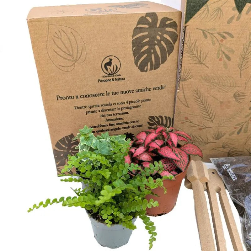 Small Terrarium Kit with Live Plants and Gift Box