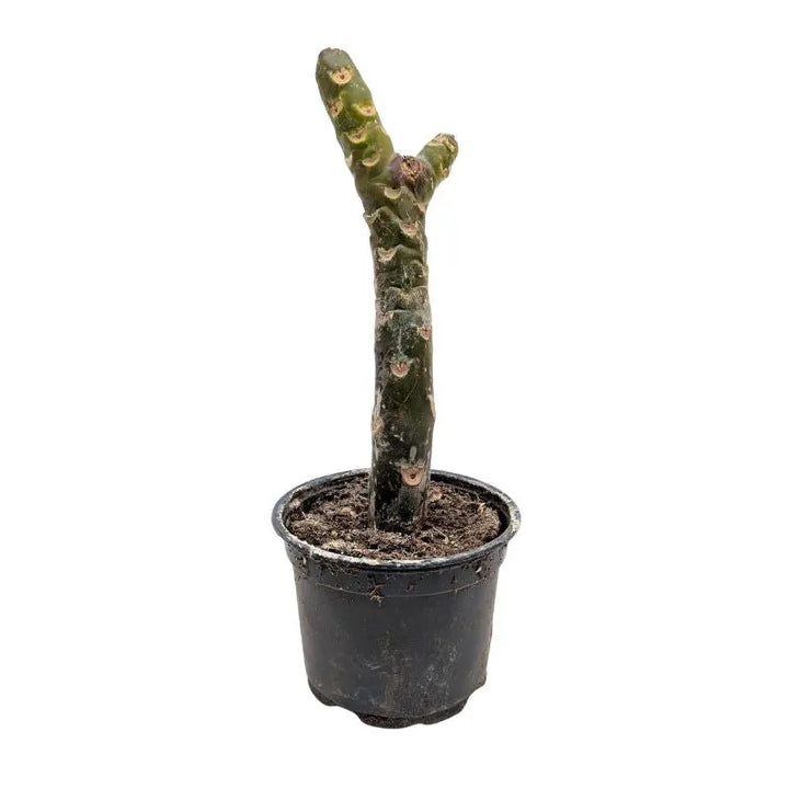 Plumeria Elsie - Branched