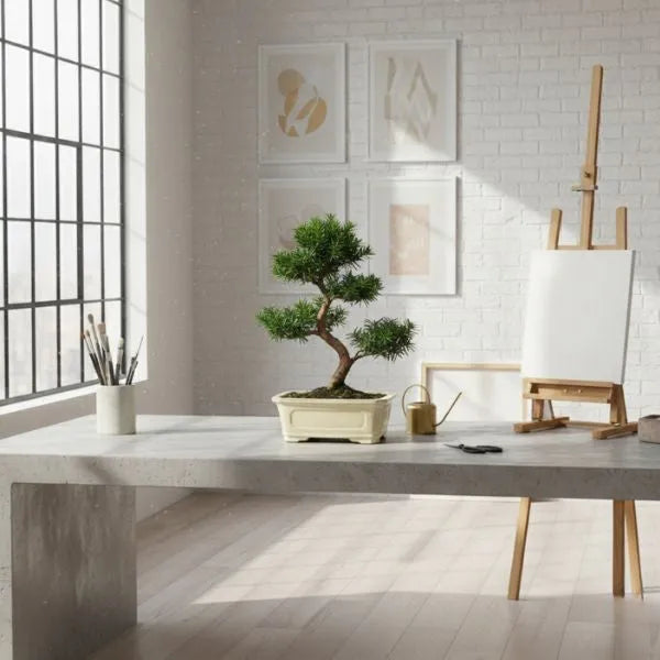 Bonsai Taxus media 9 Jahre - Premium Kollektion