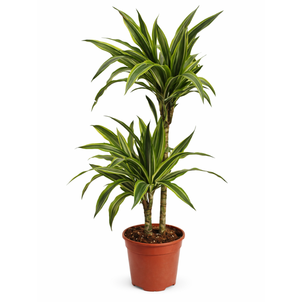 Dracaena citron vert D.19