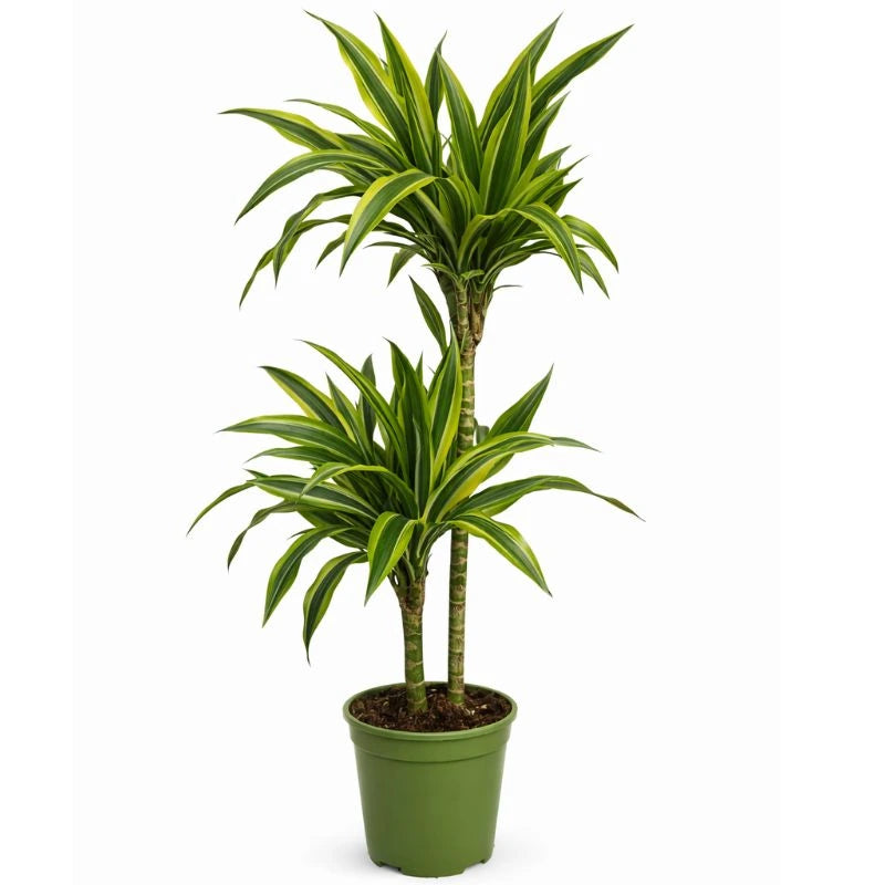 Dracaena lemon lime D.24