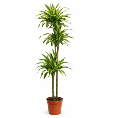 Dracaena lemon lime D.27 cm