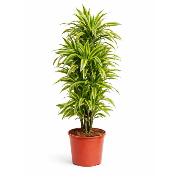 Dracaena citron vert D. 30