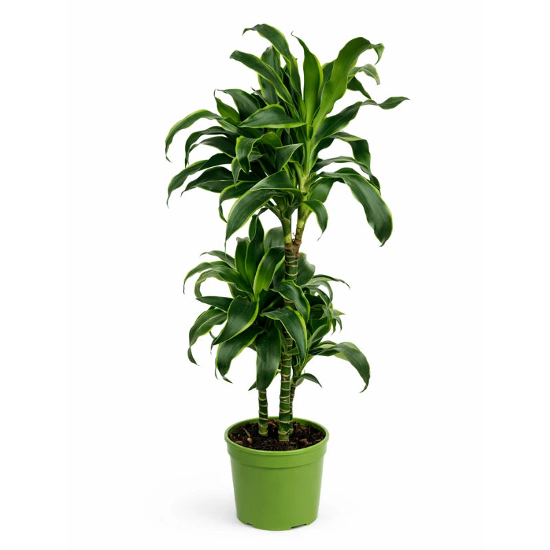 DRACAENA DORADO D.21 Vaso plastica