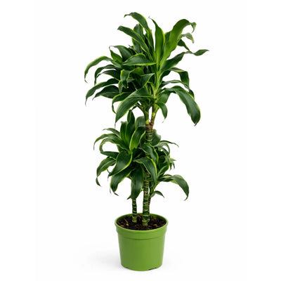 DRACAENA DORADO D.21 Vaso plastica
