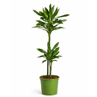 Dracaena janet lind D.24 cm